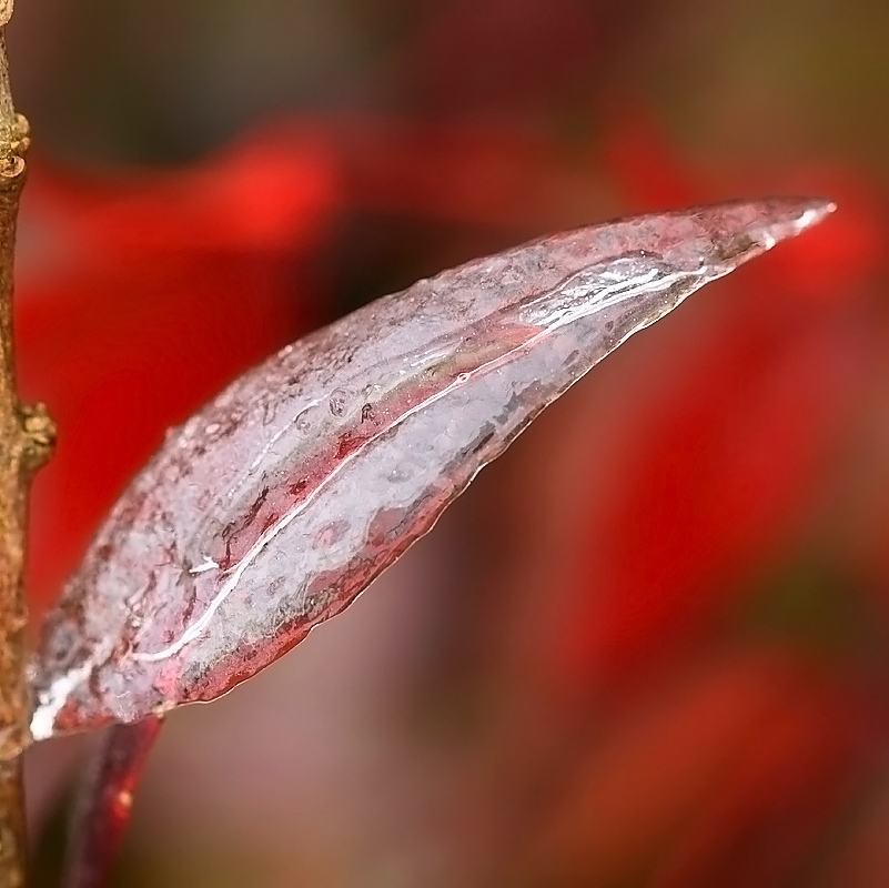 一叶知冬 摄影 liangdawei