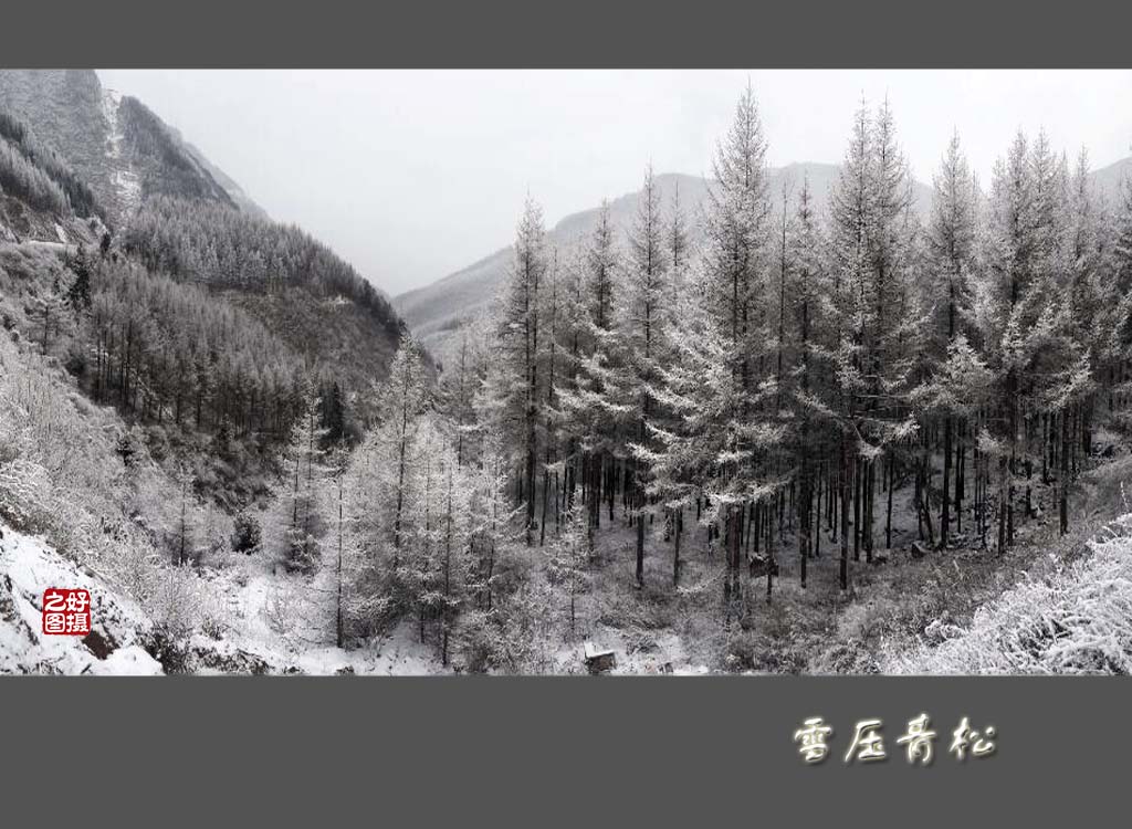 雪压青松 摄影 一路有你