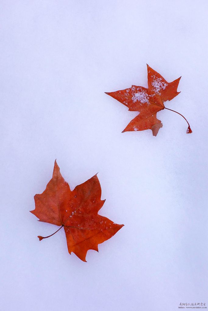 2015的第一场雪 摄影 低烧老色友