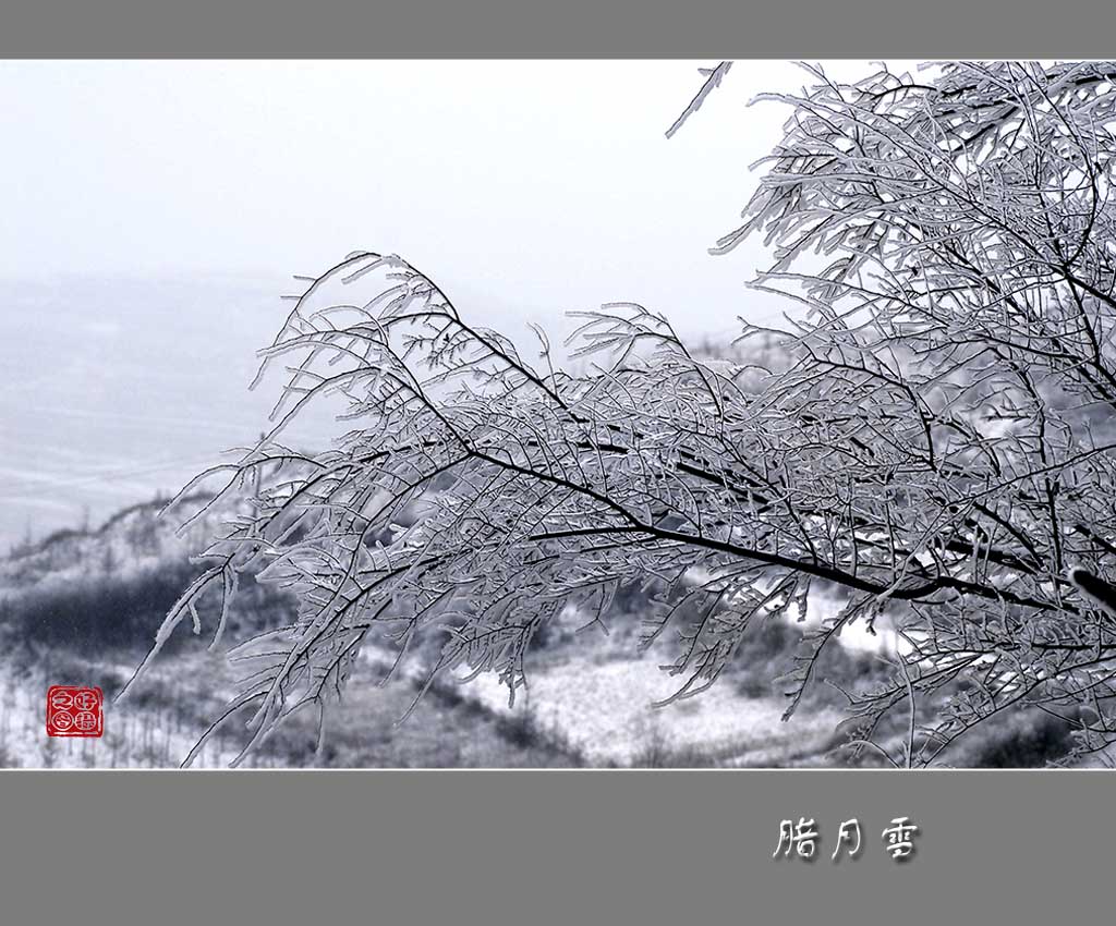 腊月雪 摄影 一路有你