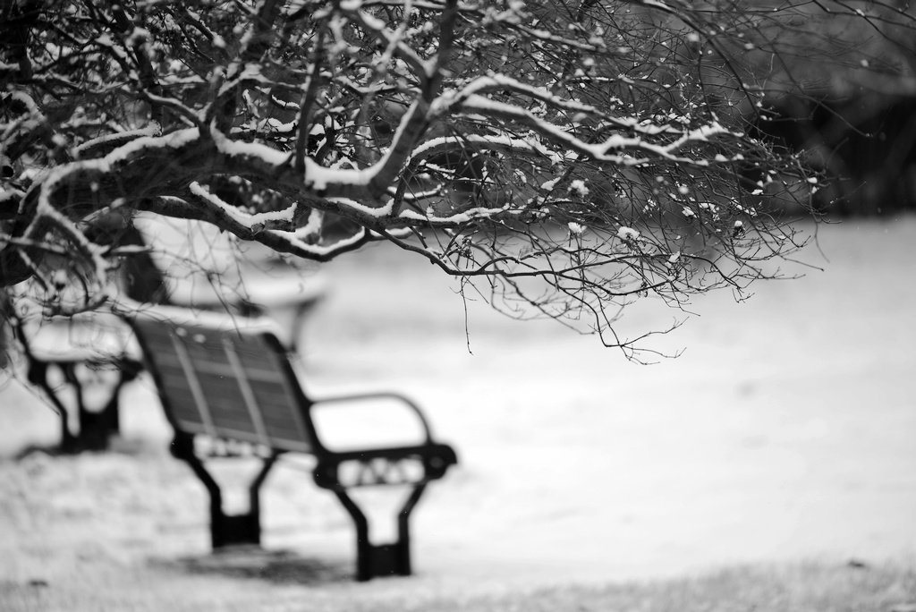 交大冬雪 摄影 阳光灿烂中