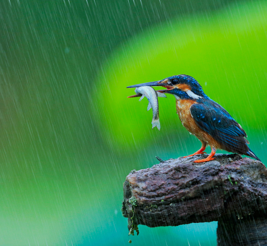 雨中翠儿 摄影 冬青树