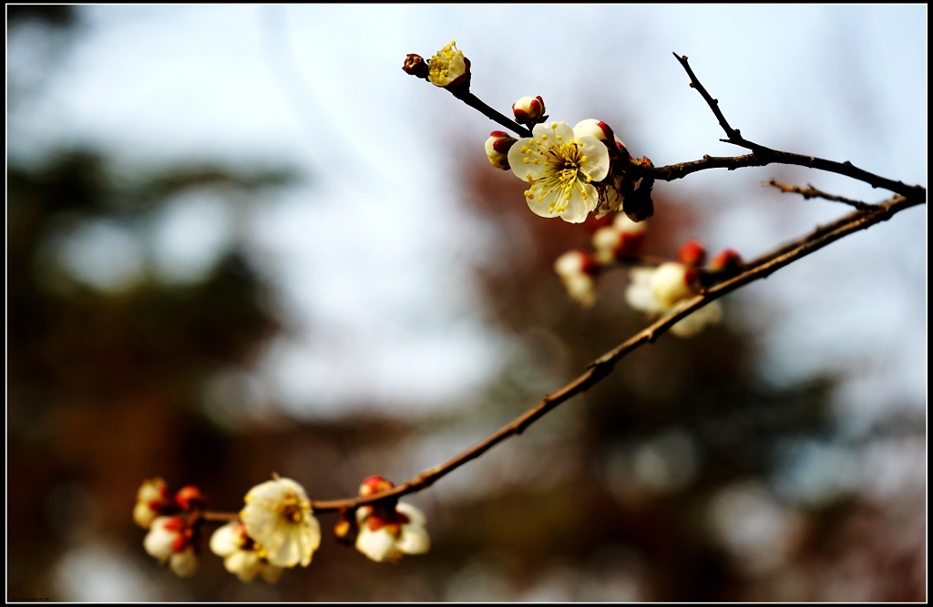 2015—梅花 摄影 冰清百灵