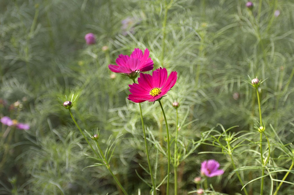 不知名小花 摄影 gujunyi803