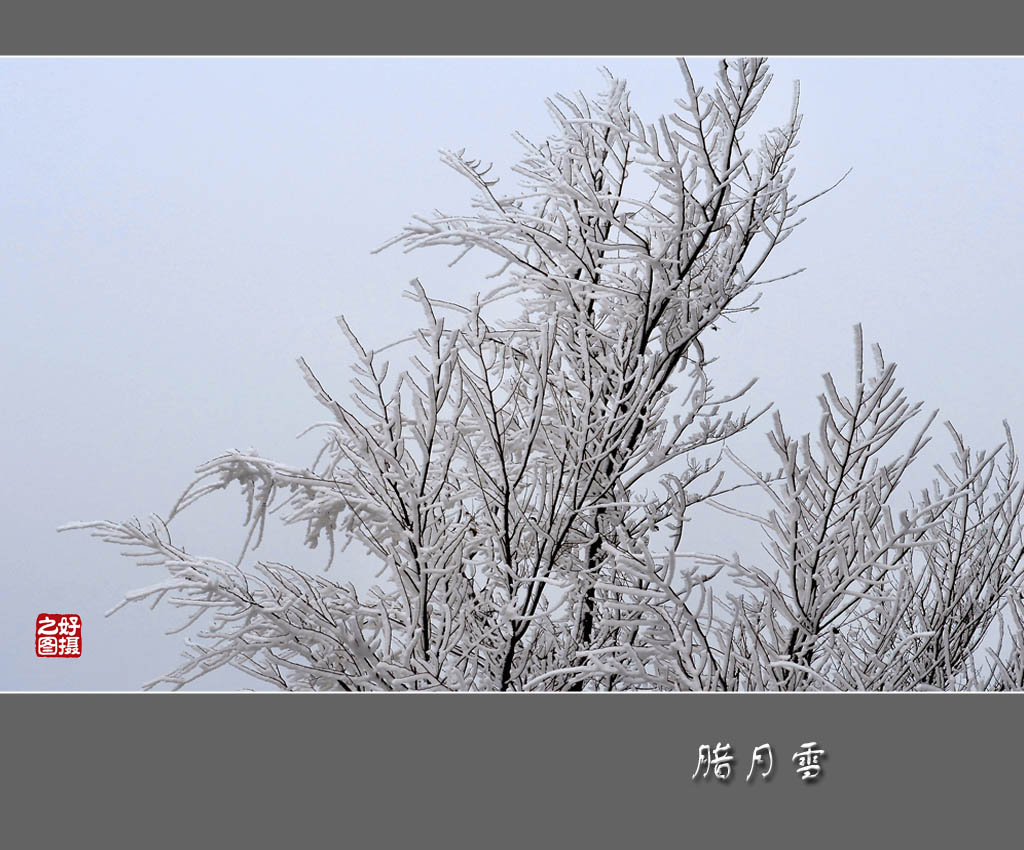 腊月雪 摄影 一路有你