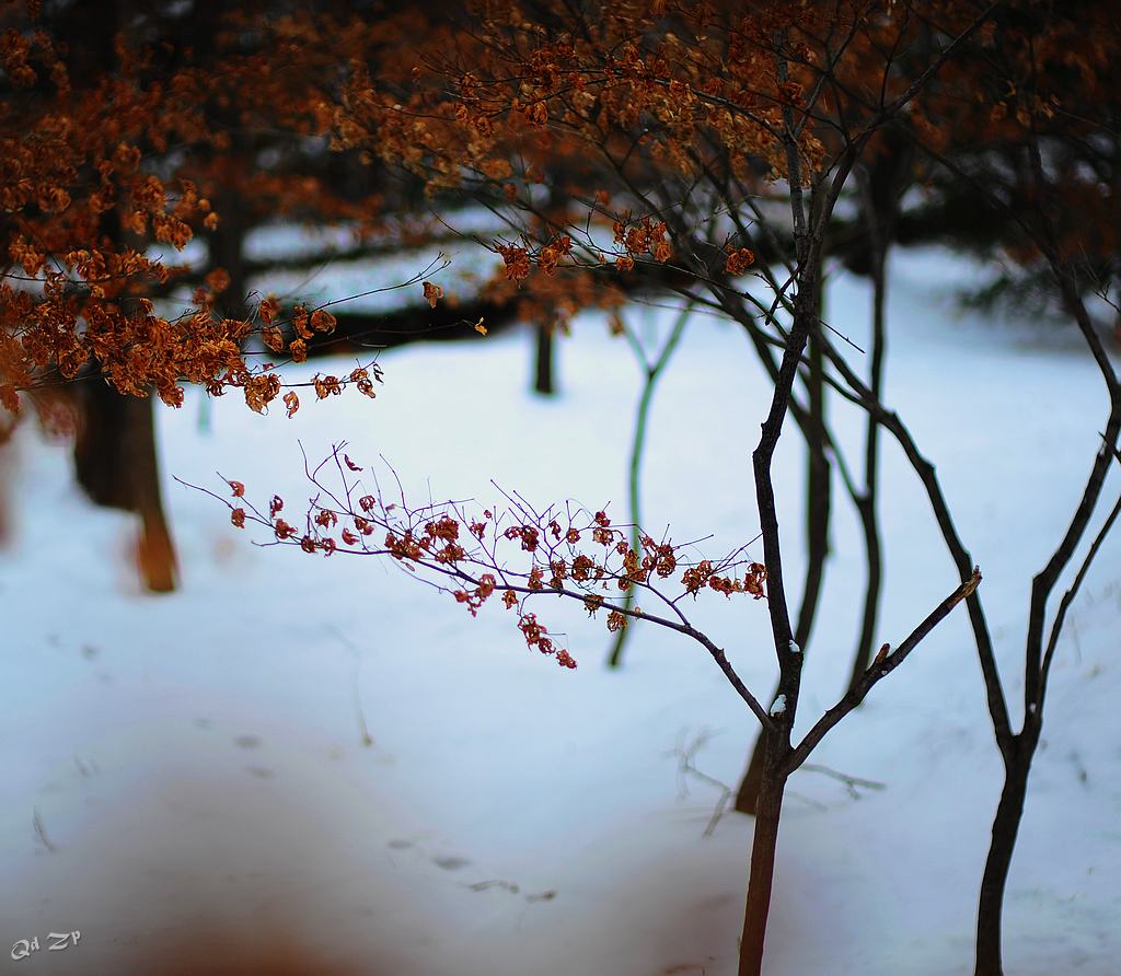 青岛雪后的红枫 摄影 qdzp