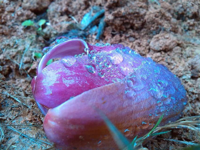 冬季雨后的落花 摄影 流转的扉页