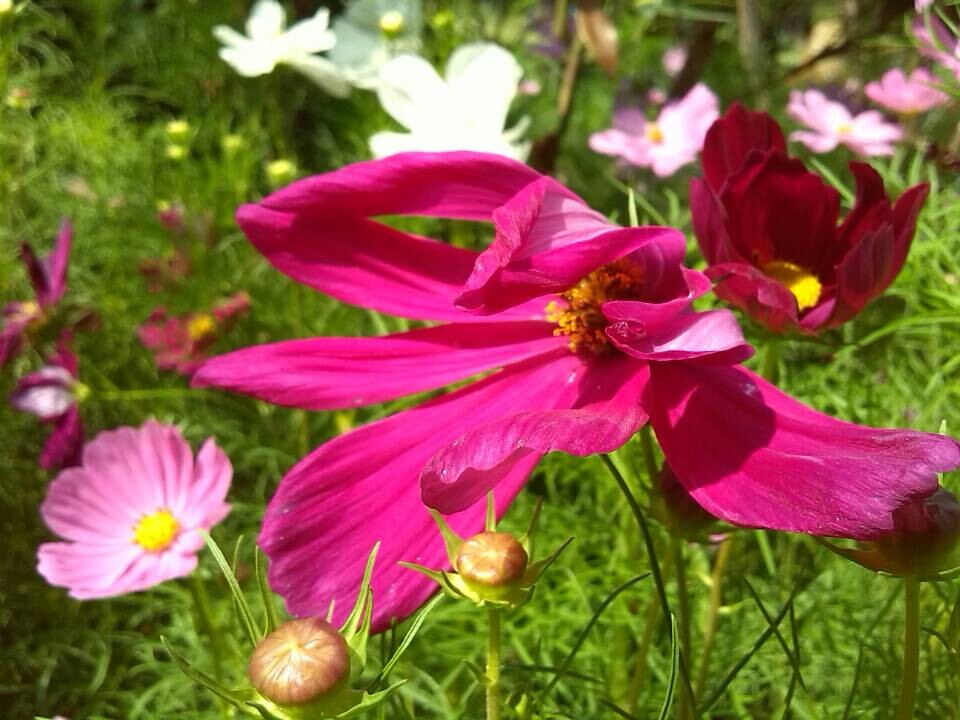 幸福花开 摄影 流转的扉页