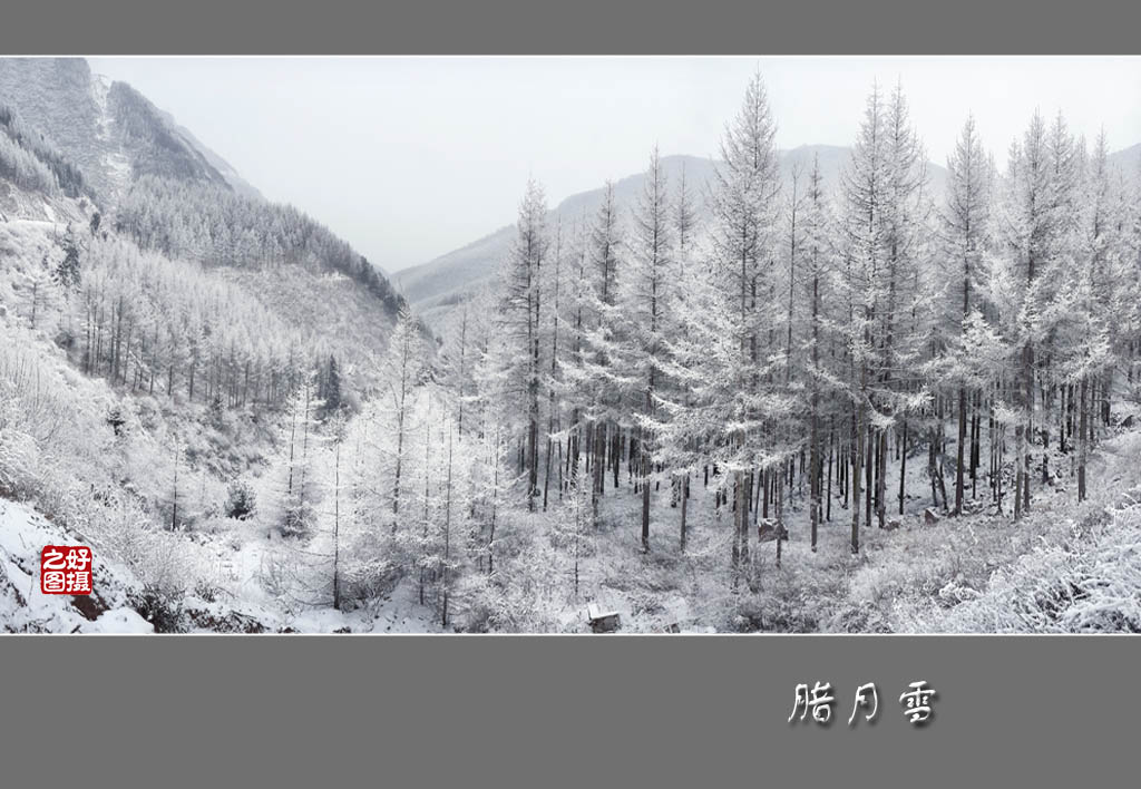 腊月雪 摄影 一路有你