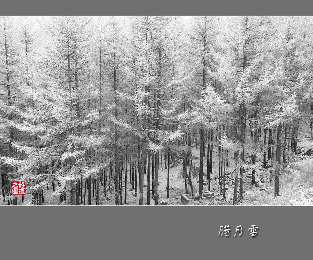 腊月雪 摄影 一路有你