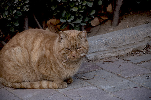 被抛弃的猫咪 摄影 凡人看世界