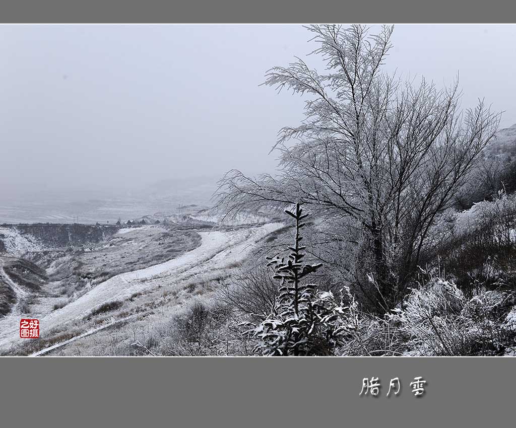 腊月雪 摄影 一路有你