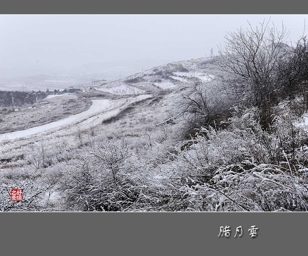 腊月雪 摄影 一路有你