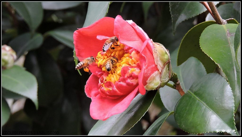 茶花与蜜蜂 摄影 有声有光