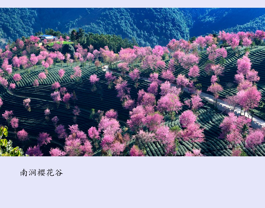 樱花 摄影 闲人影