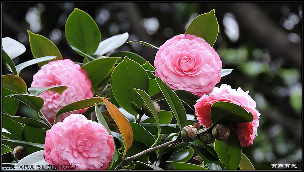 茶花争艳15-1 摄影 有声有光