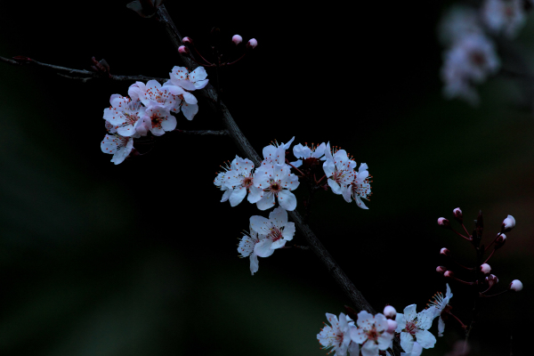 春暖花开 摄影 maergao