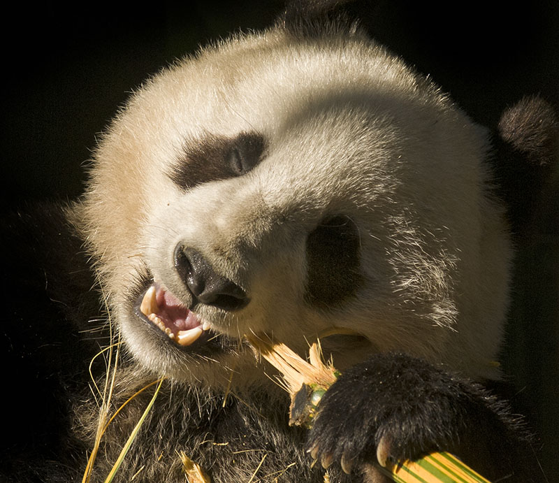 熊猫 摄影 zhua