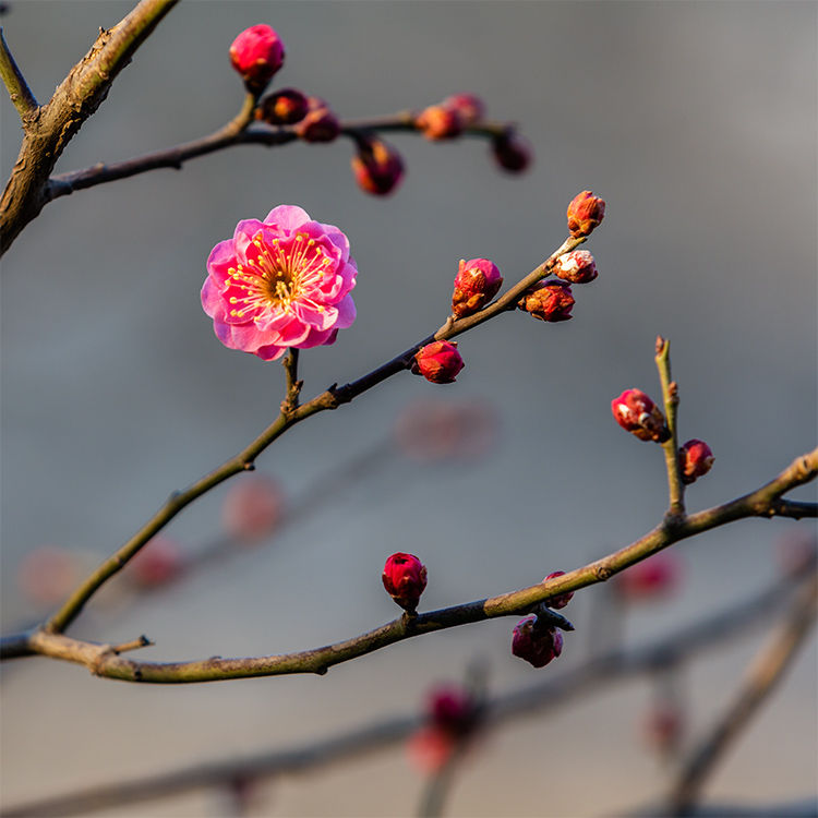 一朵梅花报春来 摄影 古都侠影