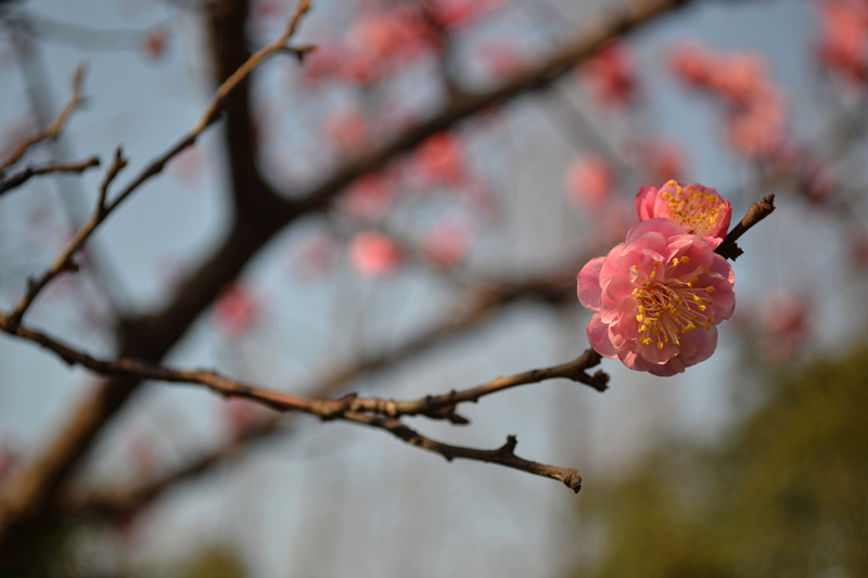 春暖花开2 摄影 清怡