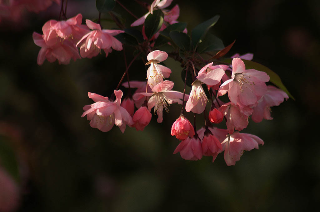 花祝佳节 摄影 lingsu