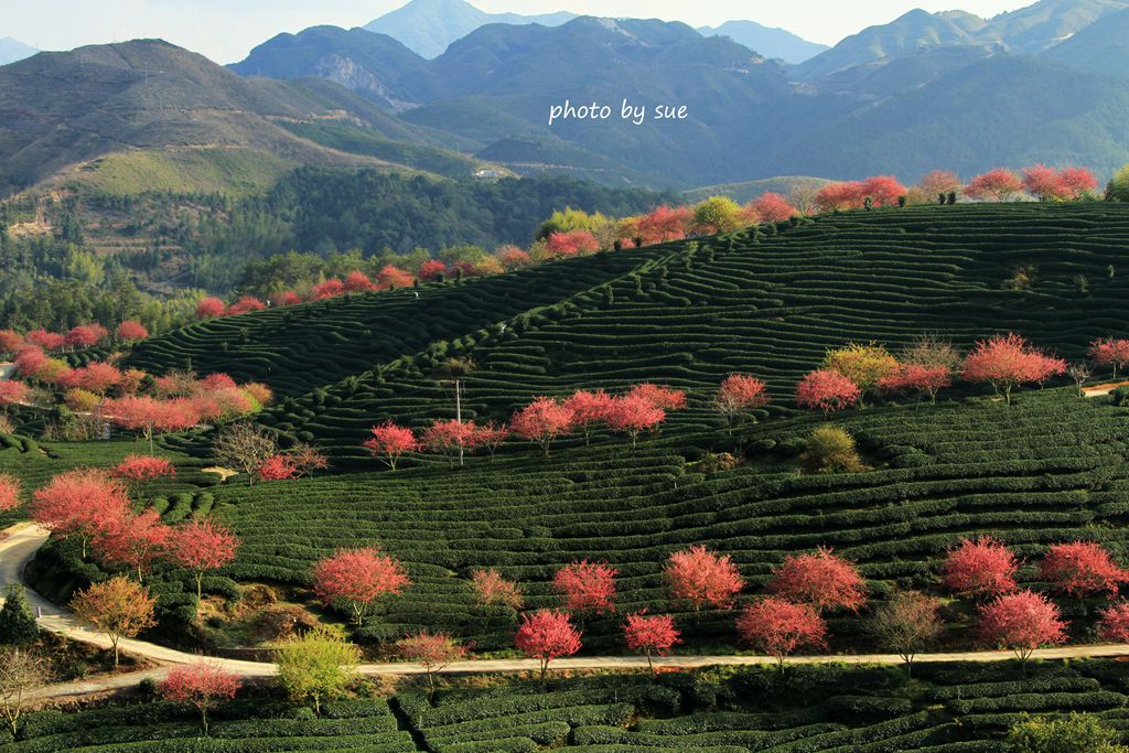 春滿茶園 摄影 sueso