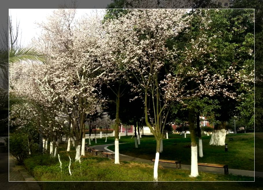 春暖花开 摄影 雪域军魂