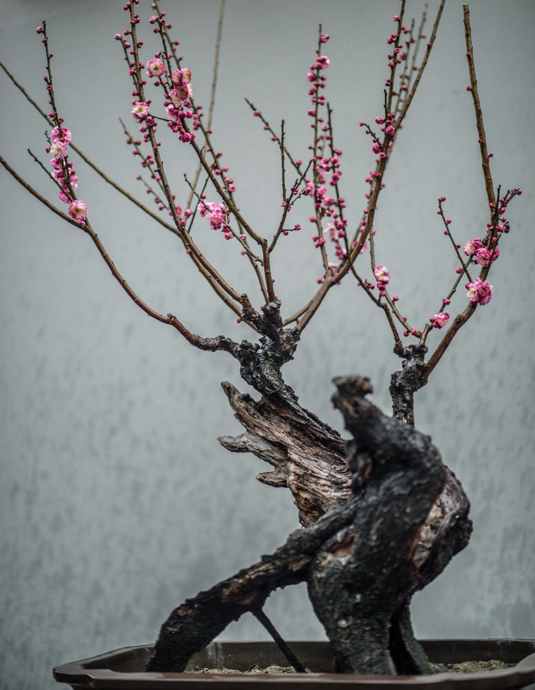 风雨送春归-3 摄影 二泉印月