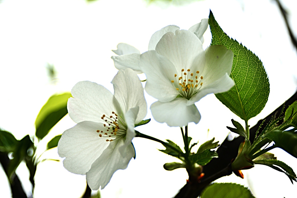 鲜花 摄影 yangqi9700