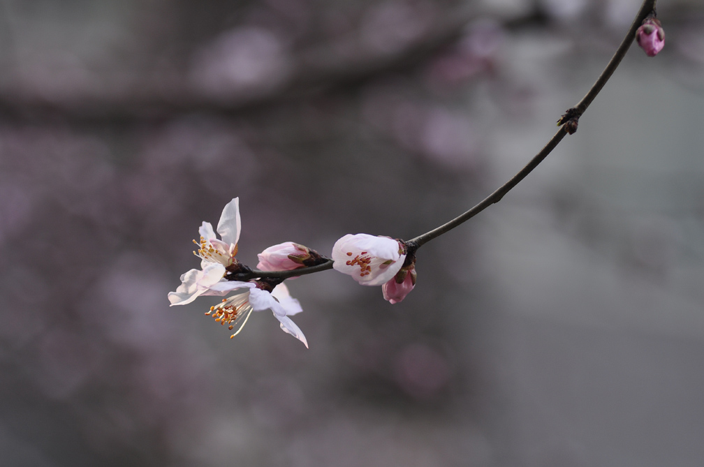 春花 摄影 秦汉