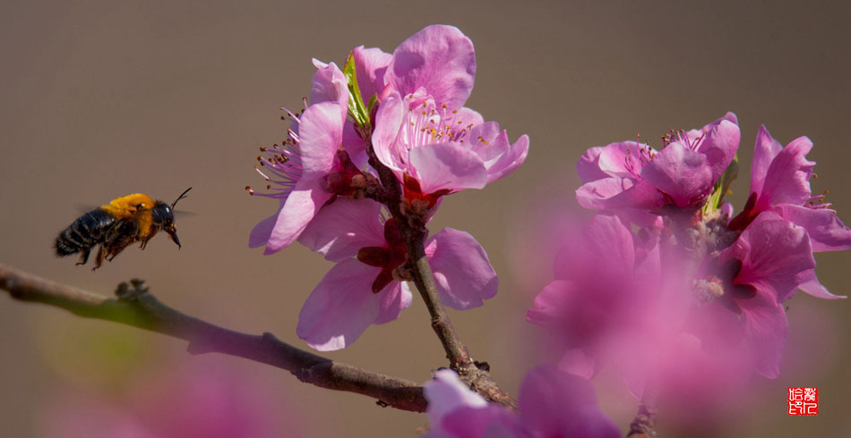 桃花盛开蜜蜂来 摄影 lsjy老龙