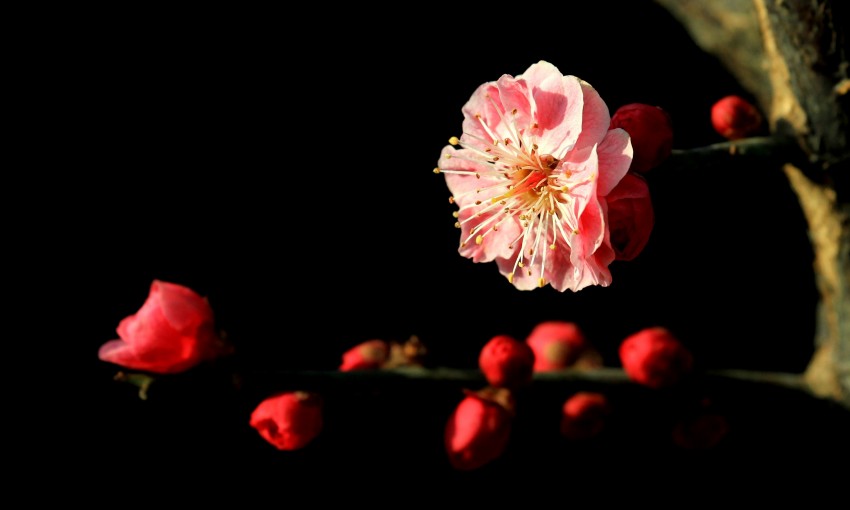 拍花习作 摄影 杰咪