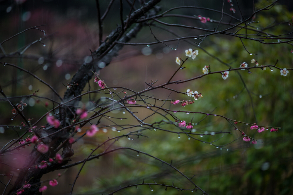 风雨送春归-6 摄影 二泉印月