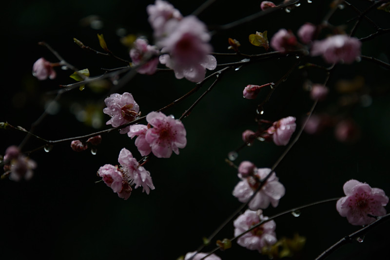 雨梅 摄影 恍若月光