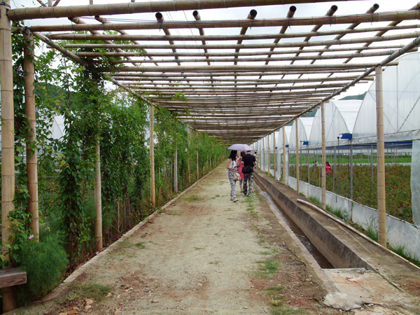 花圃小径 摄影 宏程心路