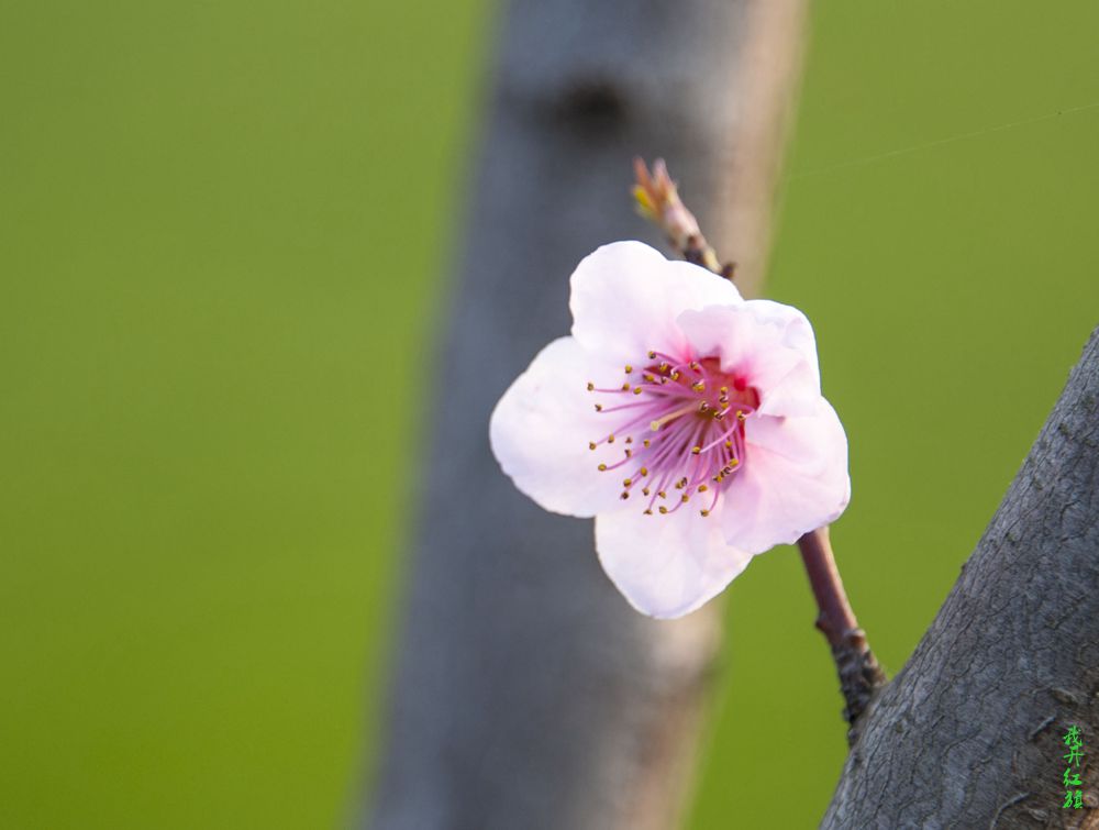 《桃花1》 摄影 我开红旗