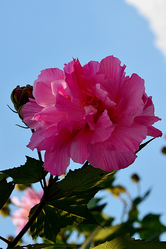 成都市花——芙蓉 摄影 yangqi9700