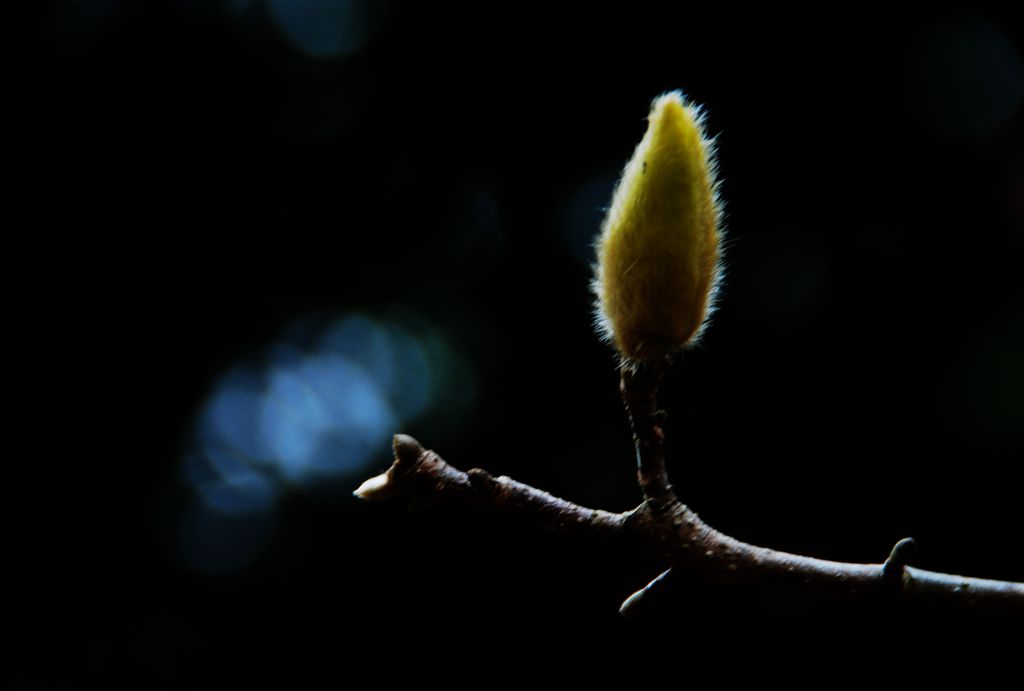 花韵二 摄影 欧风小虎