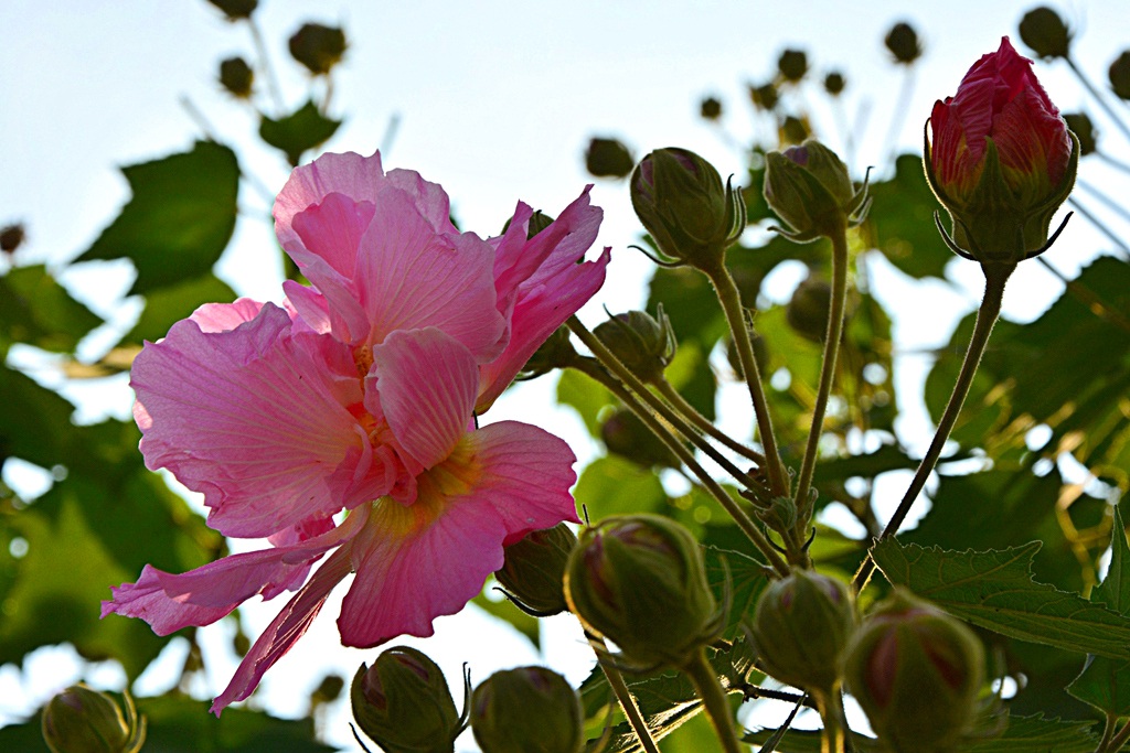 成都市花——芙蓉 摄影 yangqi9700