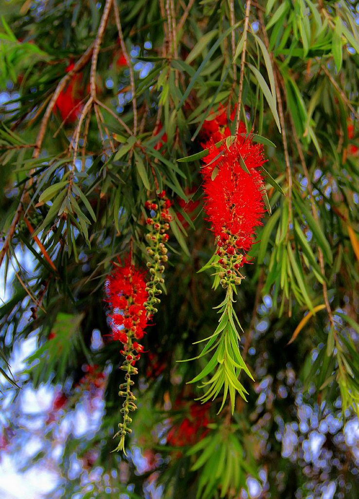 花 摄影 btyj