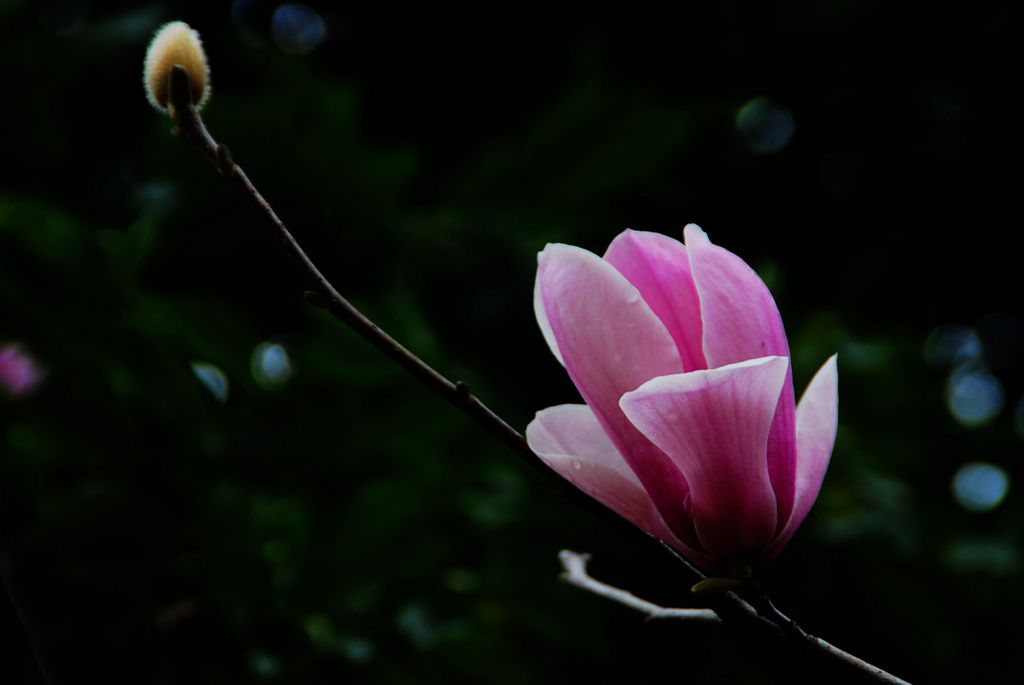 花韵三 摄影 欧风小虎