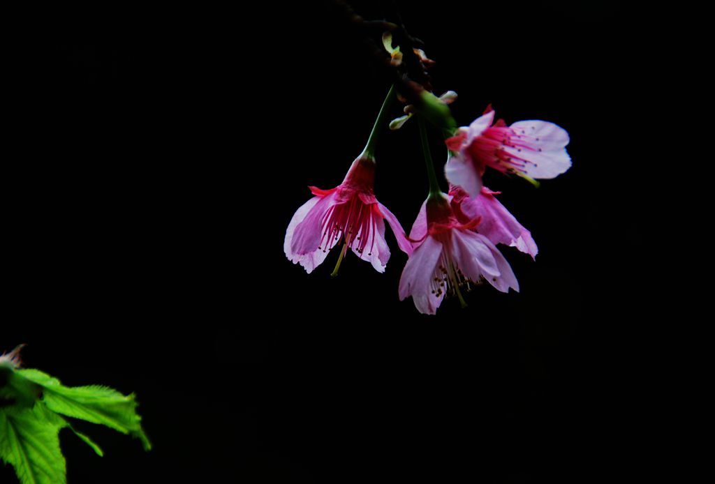 花韵一 摄影 欧风小虎