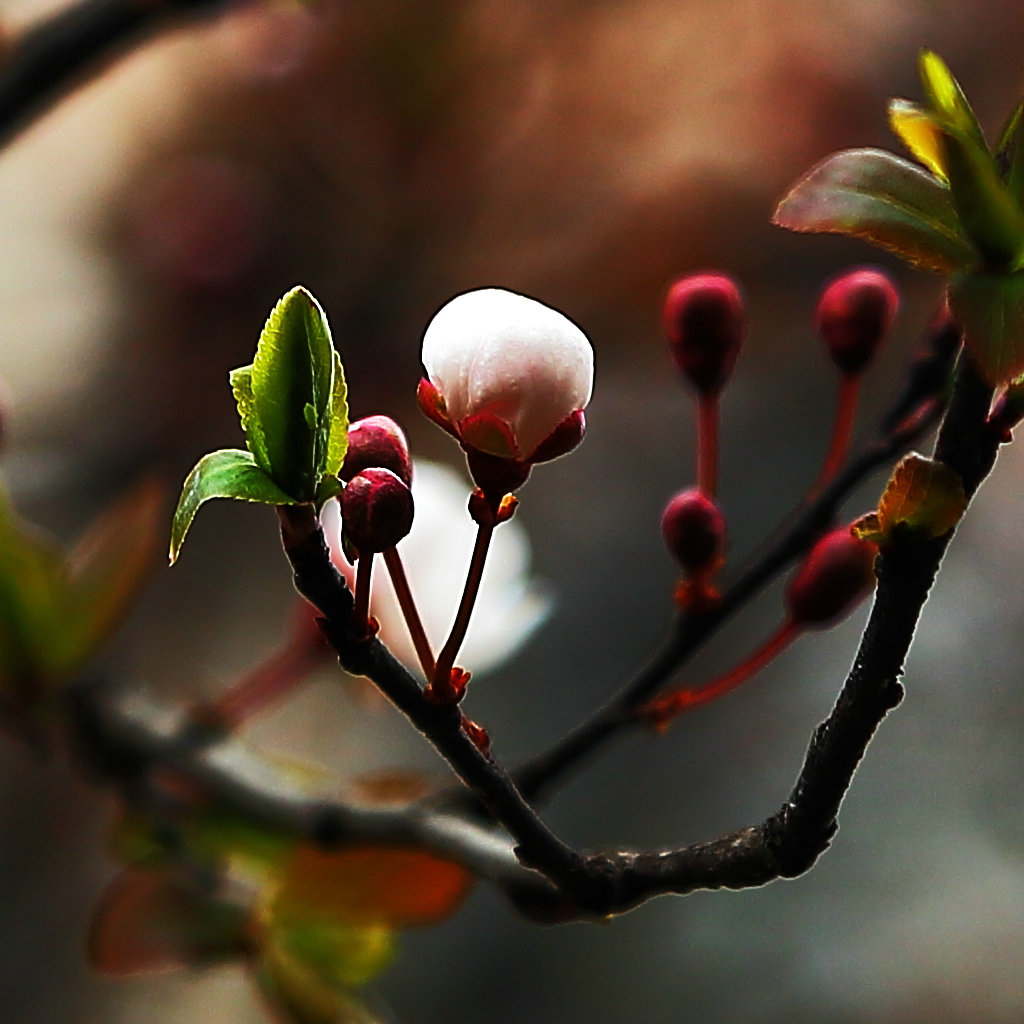 花 摄影 zhengcy