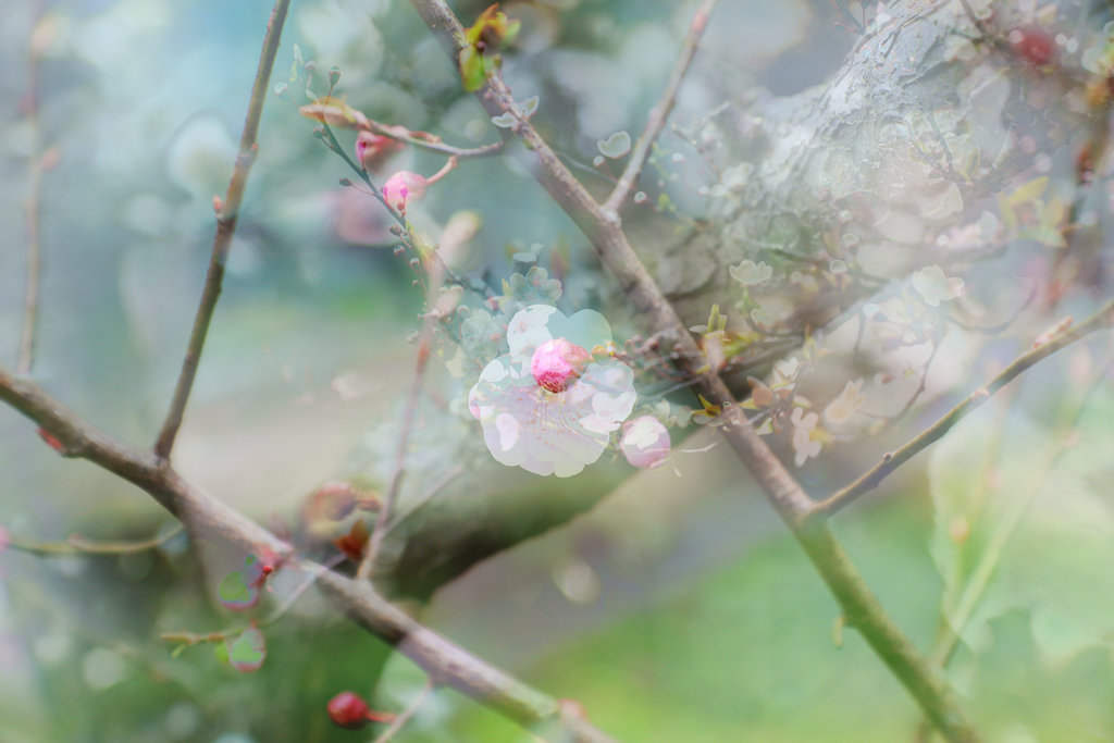 花影重重 摄影 zhengcy