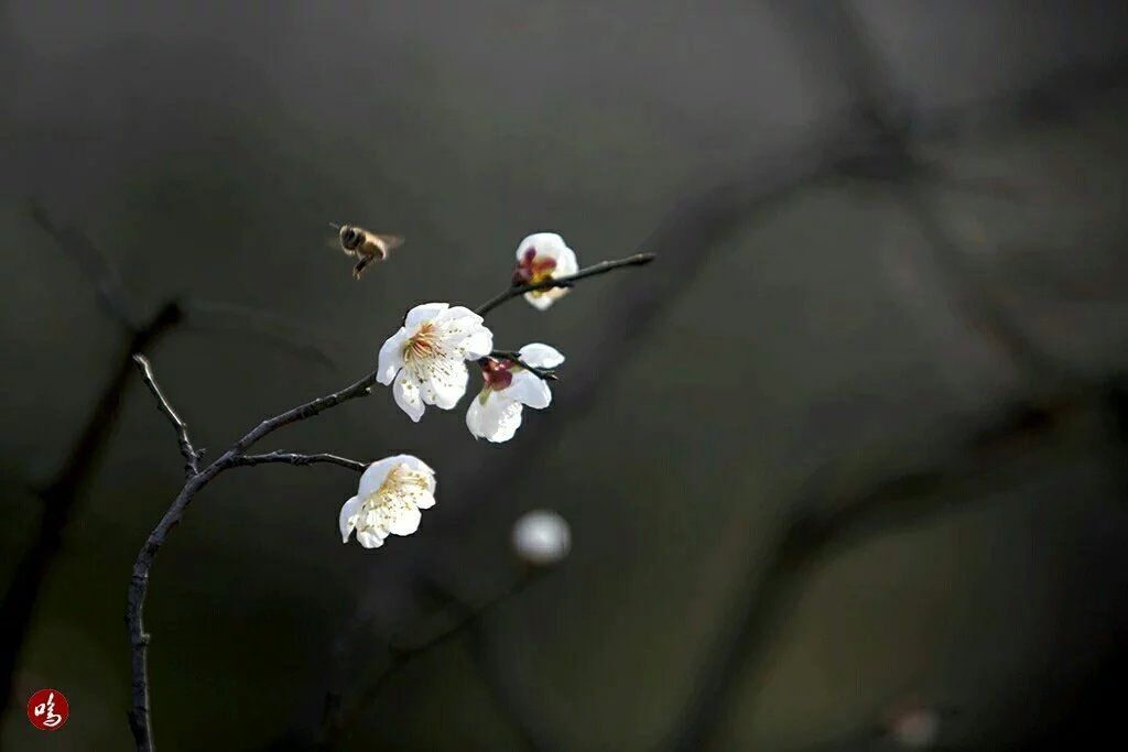 花季节 摄影 5D兔051609