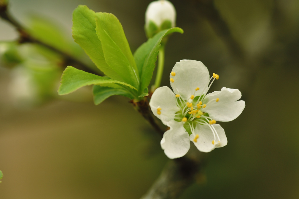 李花 摄影 秦汉