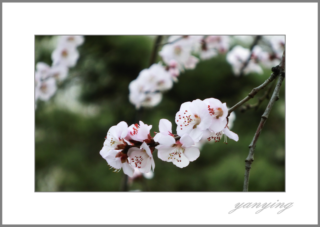 春花 摄影 岩影