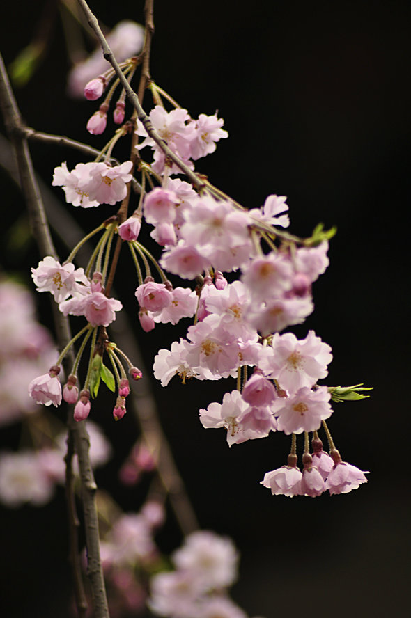 樱花 摄影 秦汉