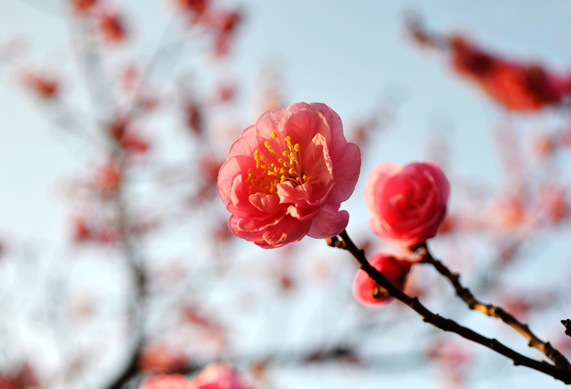 春暖花开23 摄影 清怡