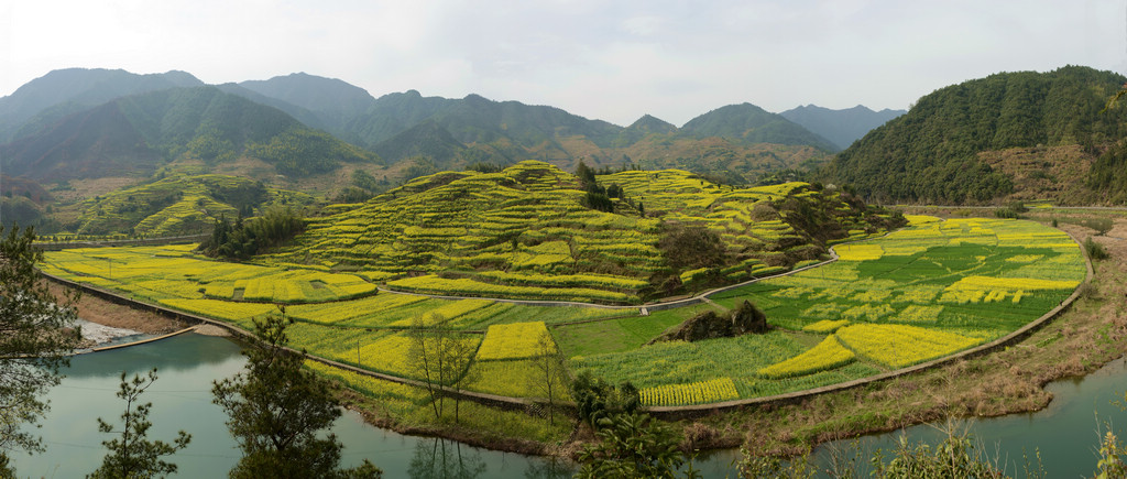 大龙村油菜花梯田 摄影 快乐兔